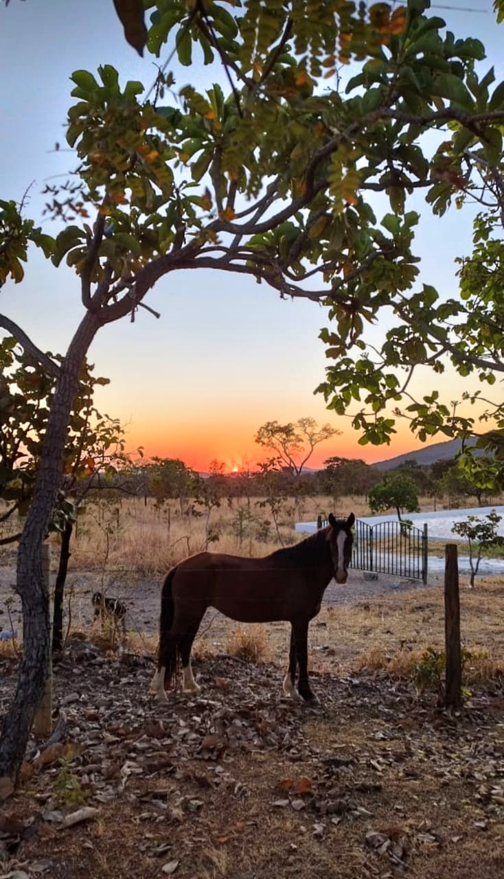 Cavalo ao pôr do sol no cerrado