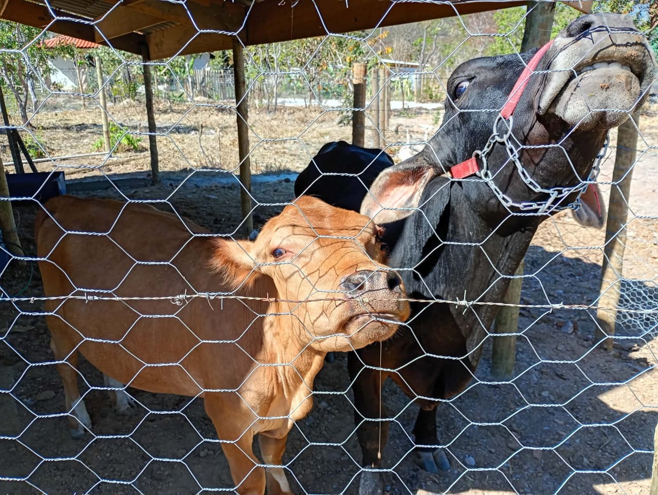Mini vacas e bezerros mansos